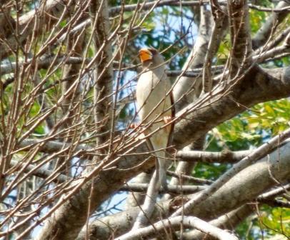 Yellow_billed Grosbeak1.jpg