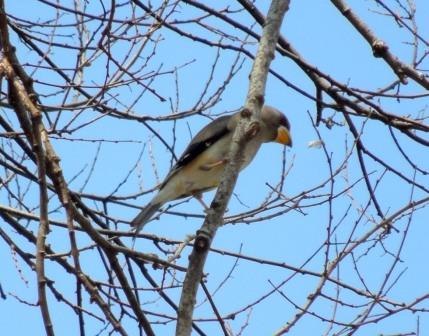 Yellow_billed Grosbeak2.jpg