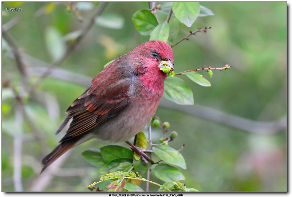 燕雀科_普通朱雀(雄鳥) Common Rosefinch-石崗_CWS_4702a.jpg