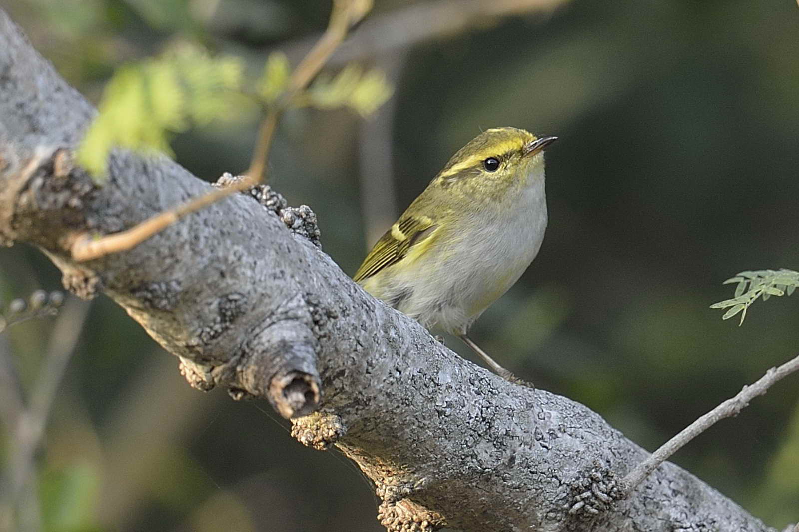 20140203-Pallas'sLeafWarbler_1.jpg