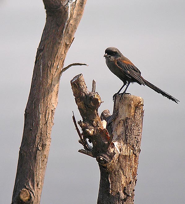 dusky shrike DSCN1396.jpg