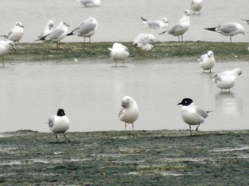 Saunders' Gull with breeding plumage1.jpg