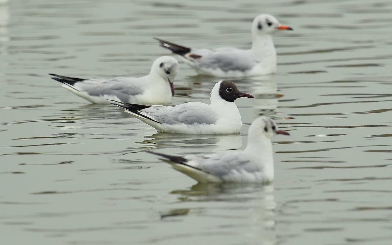 20140308-Black-headedGull-HKBWS-cntlaw-04.jpg