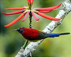 sunbirds002.jpg