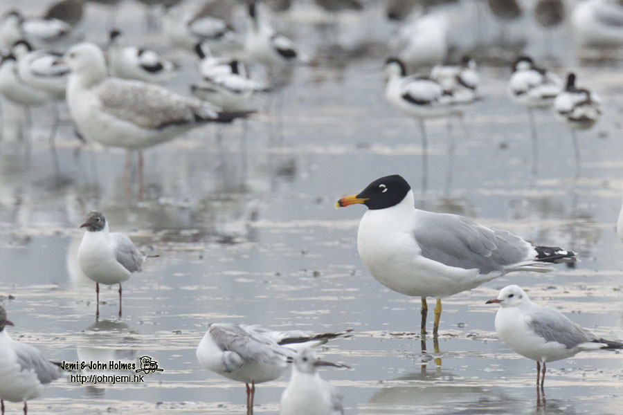 Pallas's-Gull_jjh02.jpg