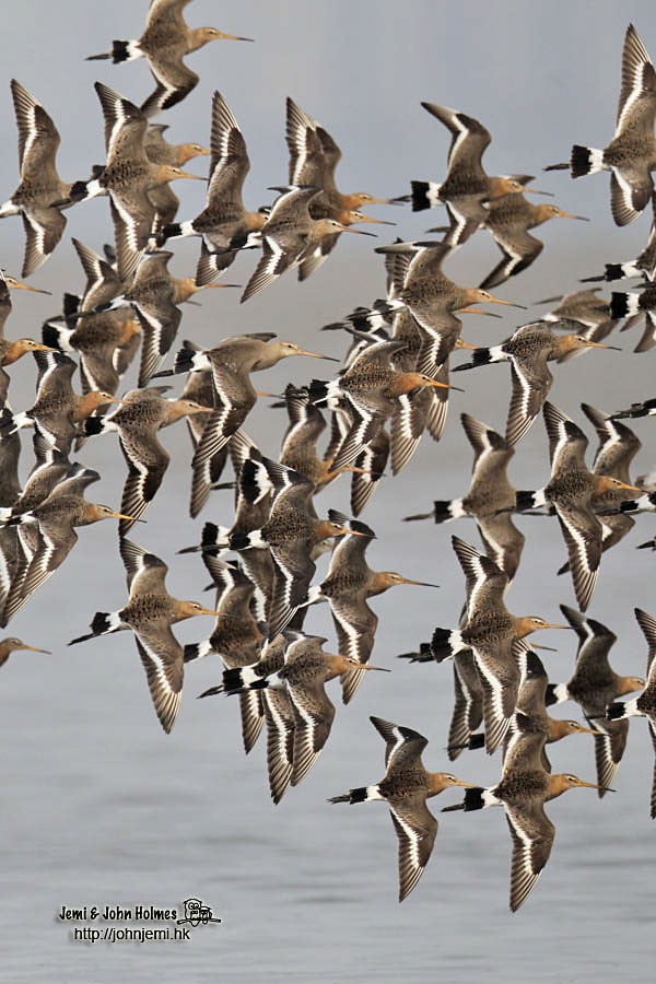 Blackwits_140415_jjholme1.jpg