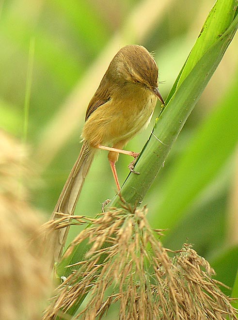 plain prinia.feed DSCN2480.jpg