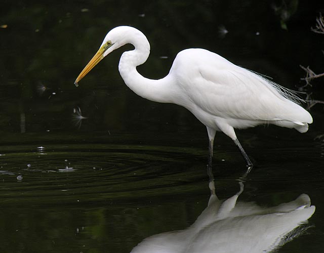 great egret DSCN1854.jpg