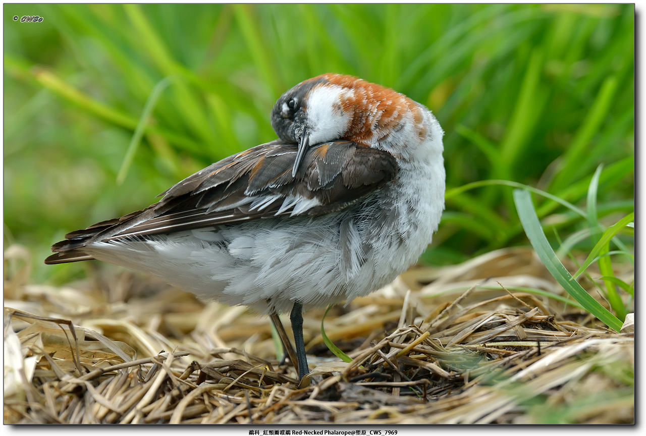 鷸科_紅頸瓣蹼鷸 Red-Necked Phalarope@塱原_CWS_7969a.jpg