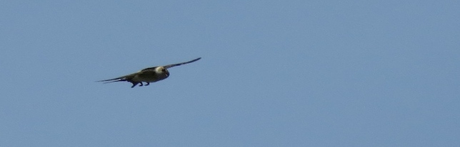 IMG_6290 Red-rumped Swallow @ LV 19 July 2014.JPG