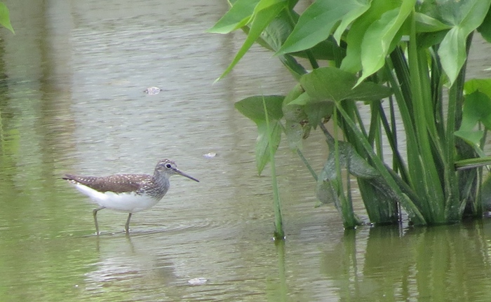 IMG_6307 Green Sandpiper @ LV 19 July 2014.JPG