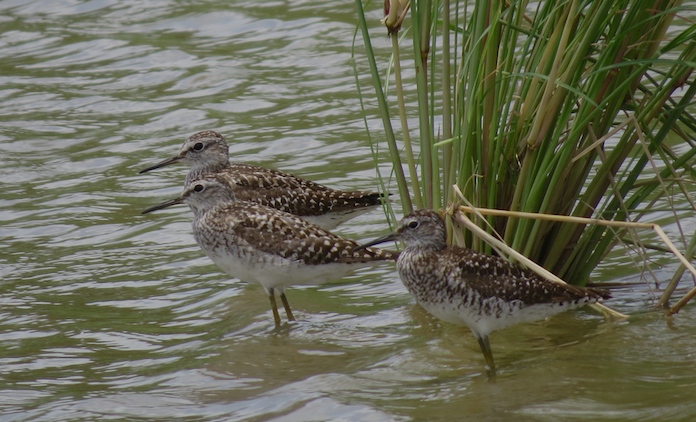 IMG_6321 Wood Sandpiper @ LV 19 July 2014.JPG