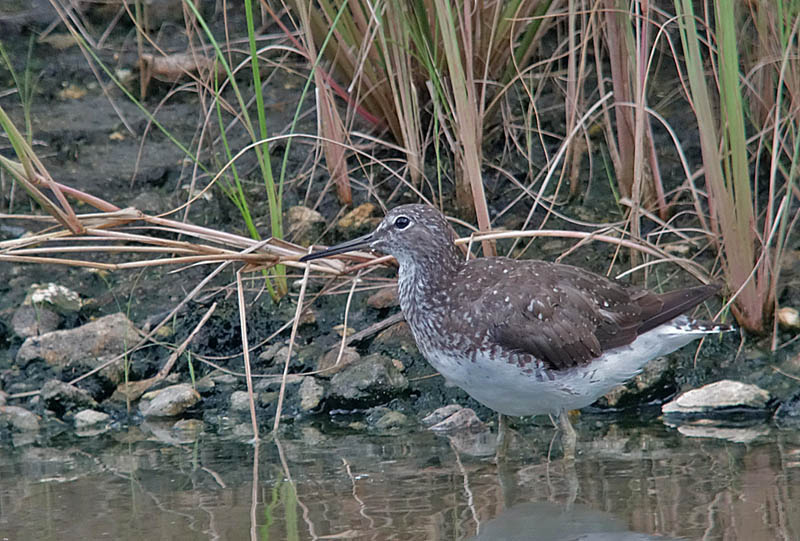 Green Sandpiper DSC00158A.jpg