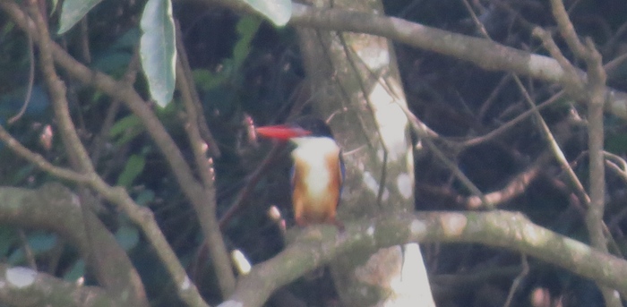 IMG_6563 Black-capped Kingfisher @ DB 16 Aug 2014.JPG