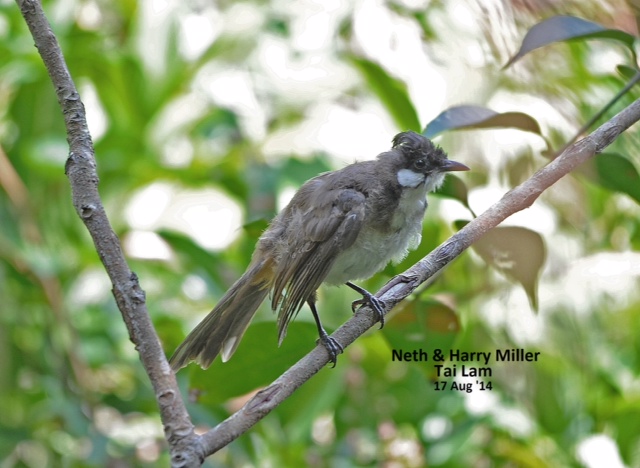 Bulbul Hybrid.jpg