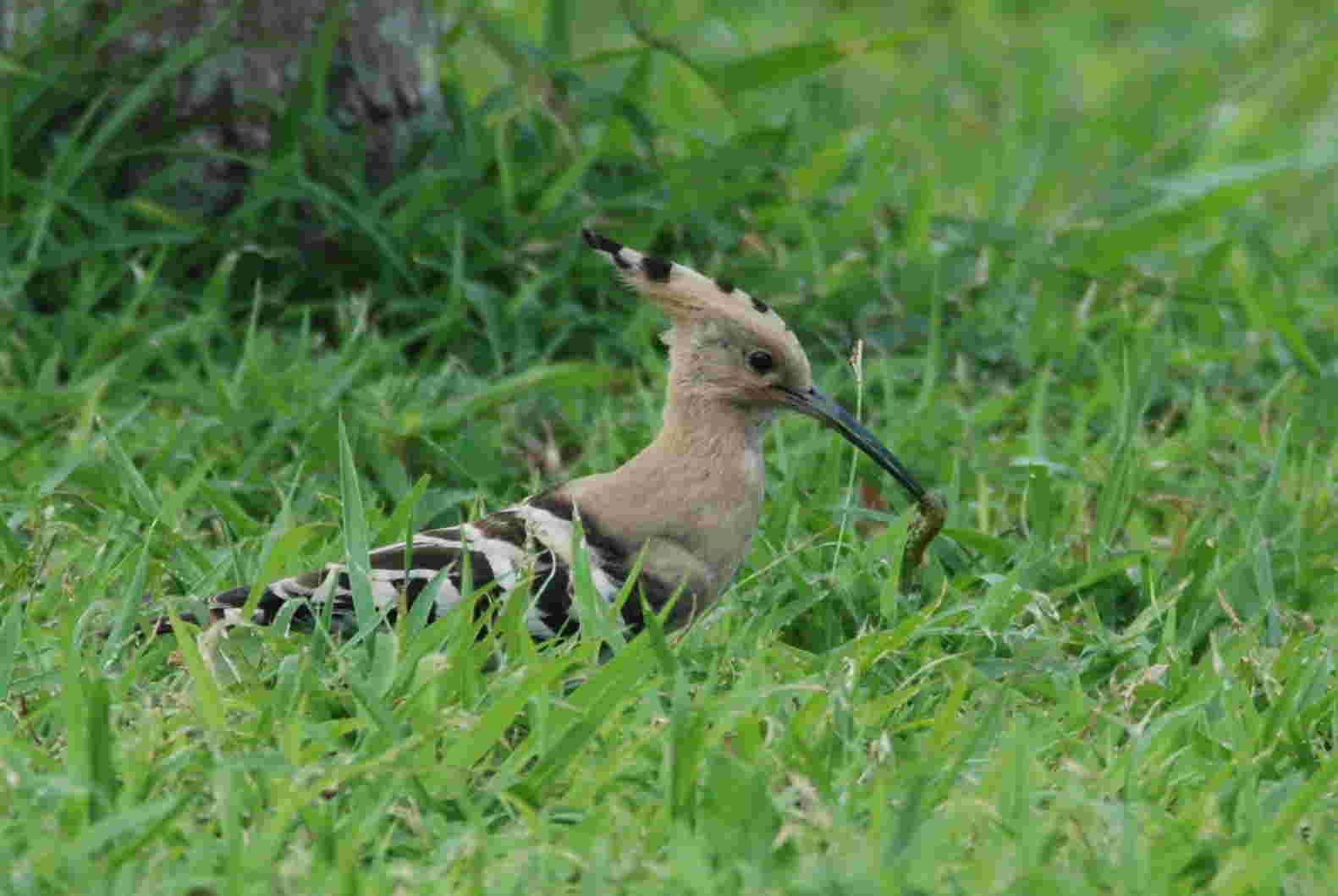 Eurasian Hoopoe A.jpg