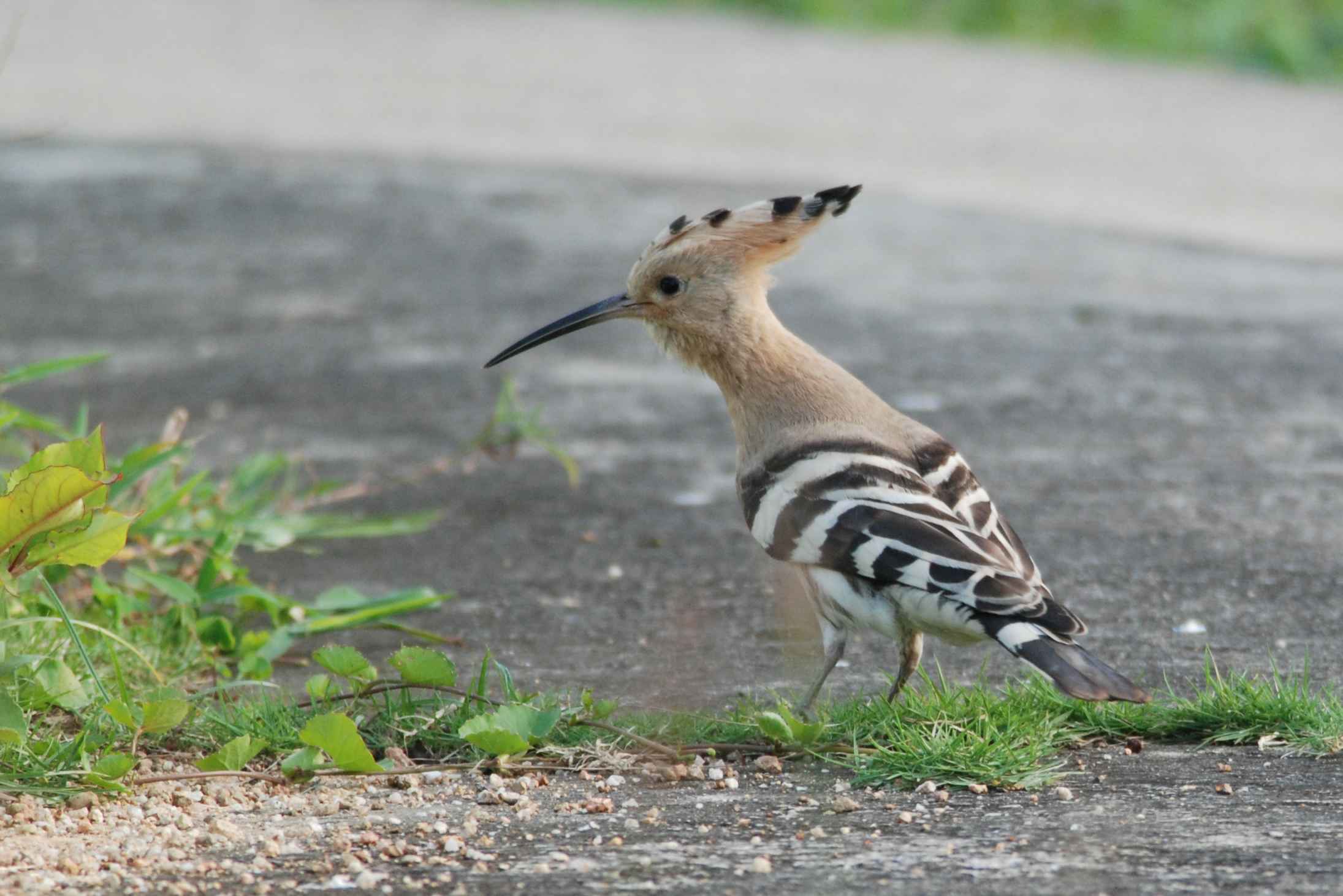 Eurasian Hoopoe (3).jpg