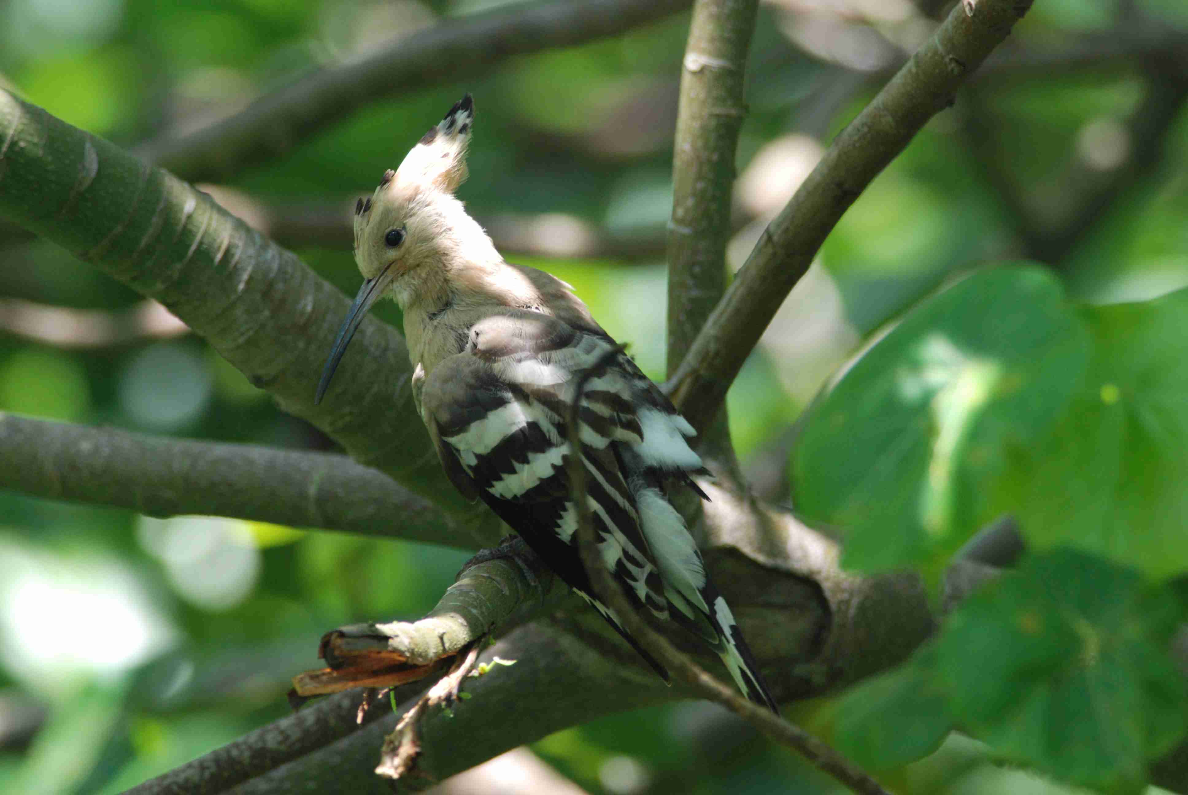 Eurasian Hoopoe (7).jpg