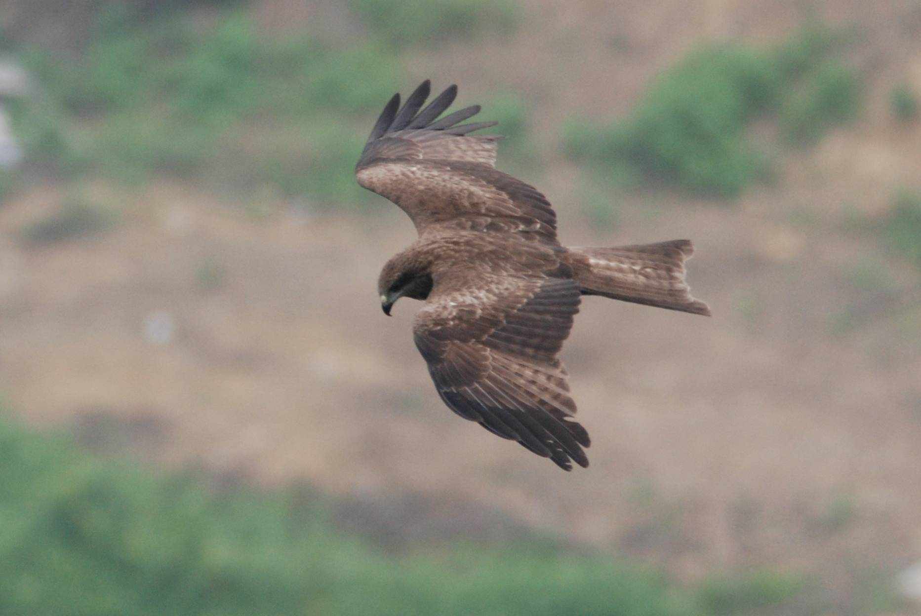 Black Kite 3.jpg