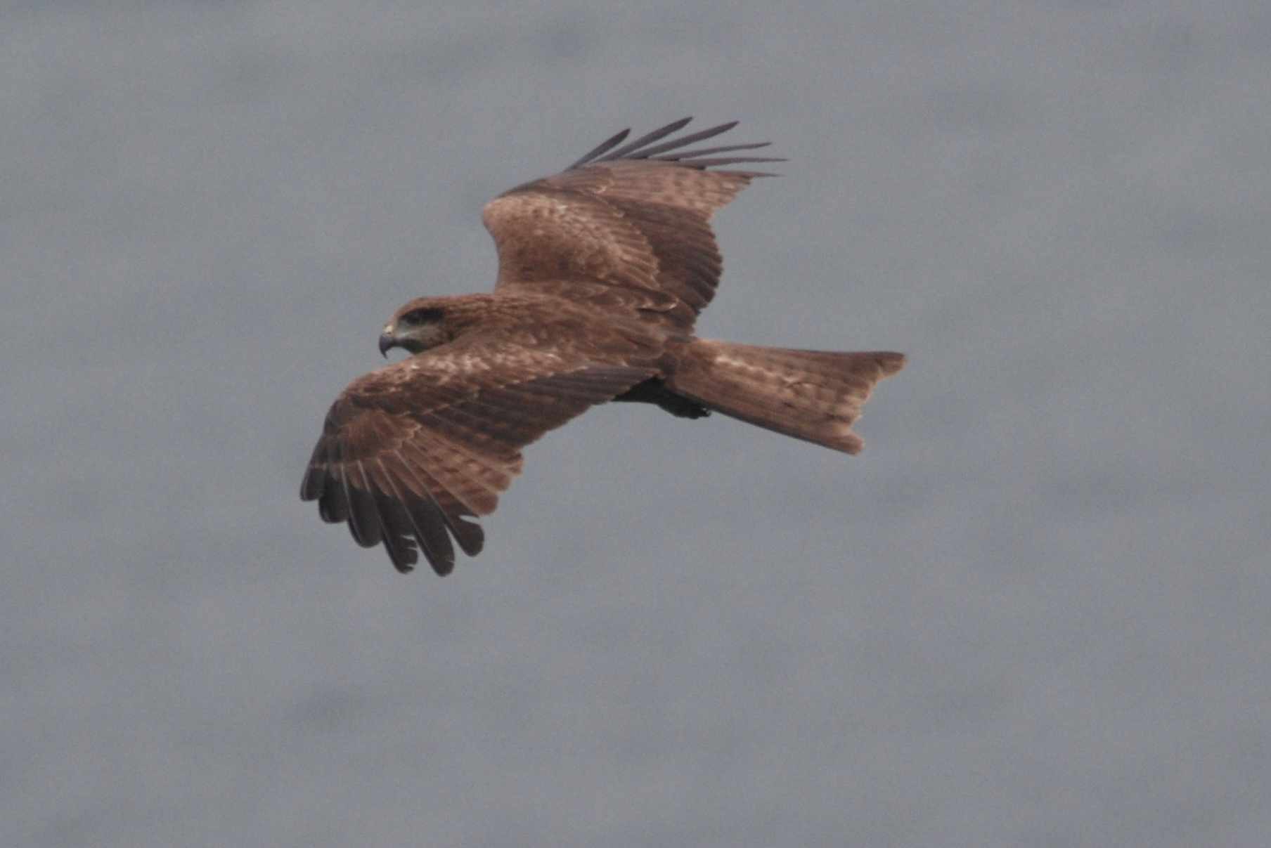 Black Kite 4.jpg