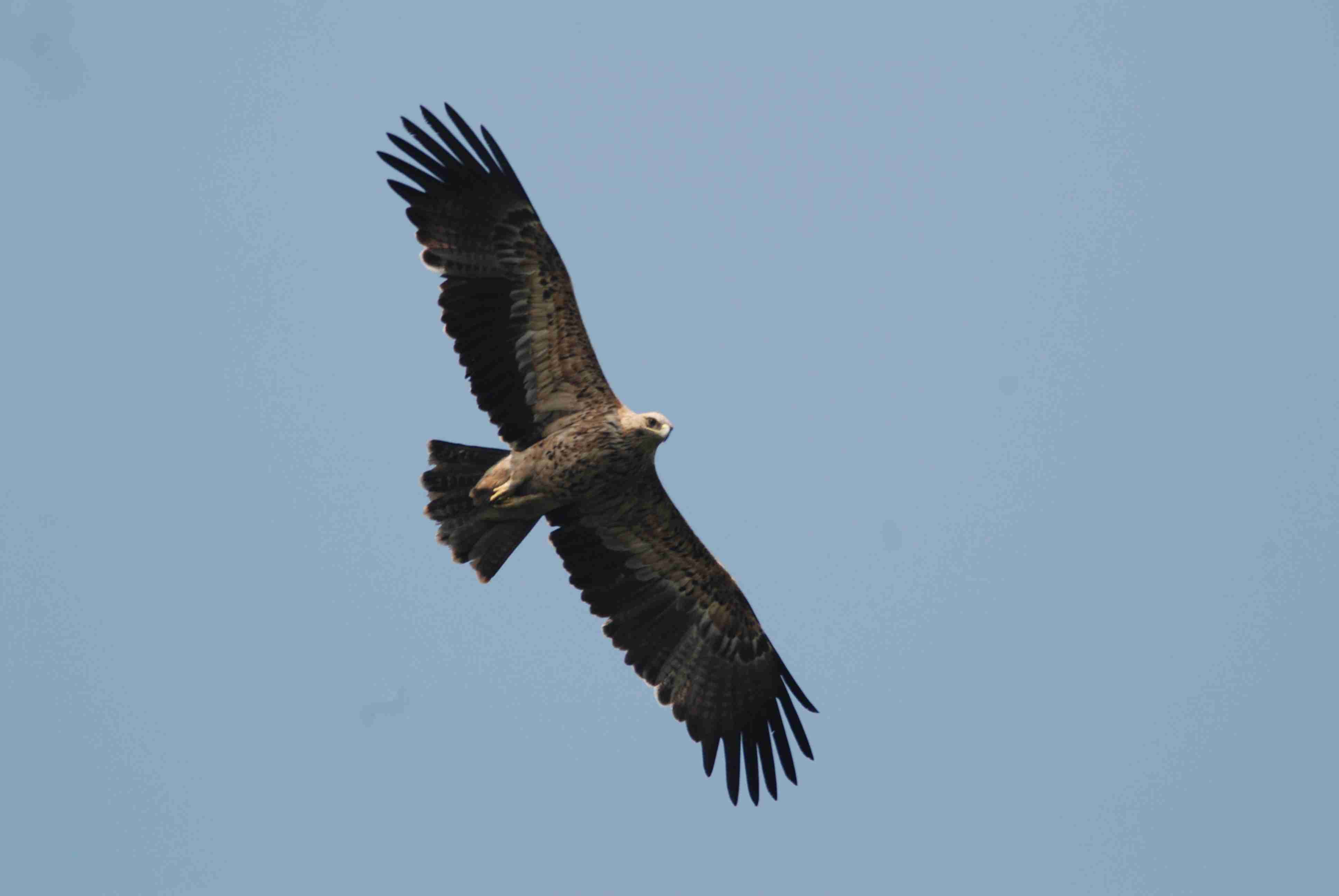 Common Buzzard.jpg