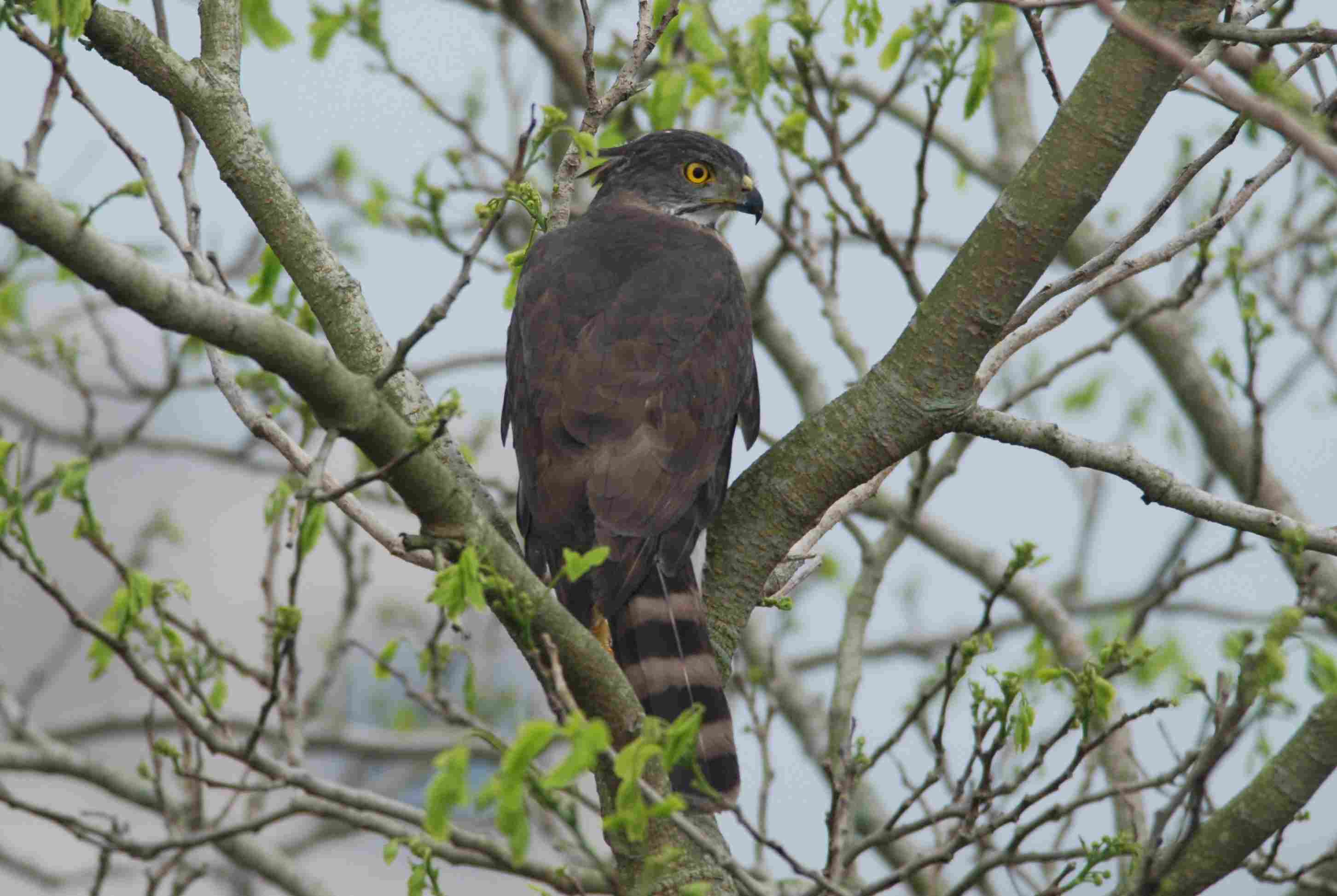 Crested Gohawk 2a.jpg