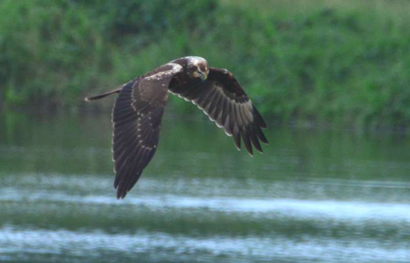 Pied Harrier (e).jpg