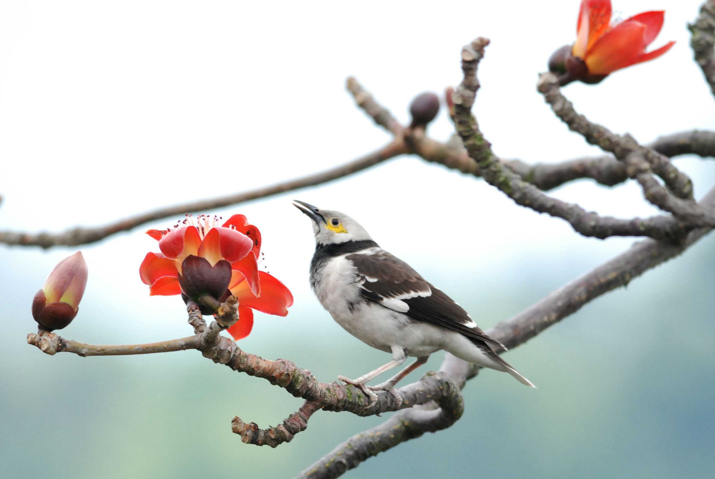 Black-collared Starling (1).jpg