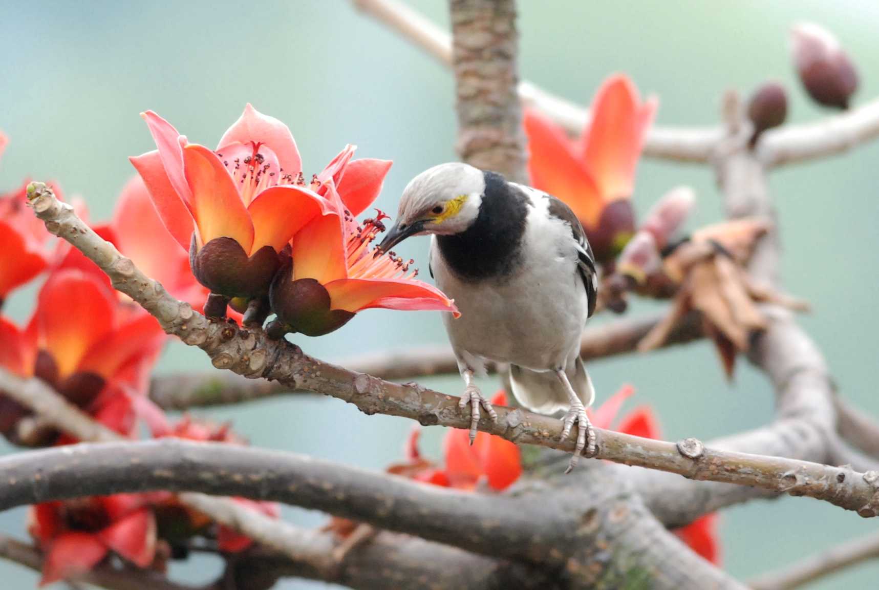 Black-collared Starling (2).jpg