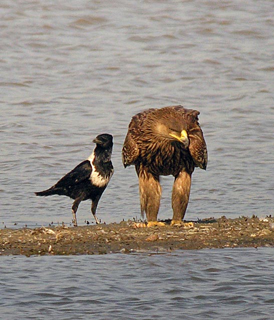 imperial eagle.collaredcrow DSCN2607.jpg