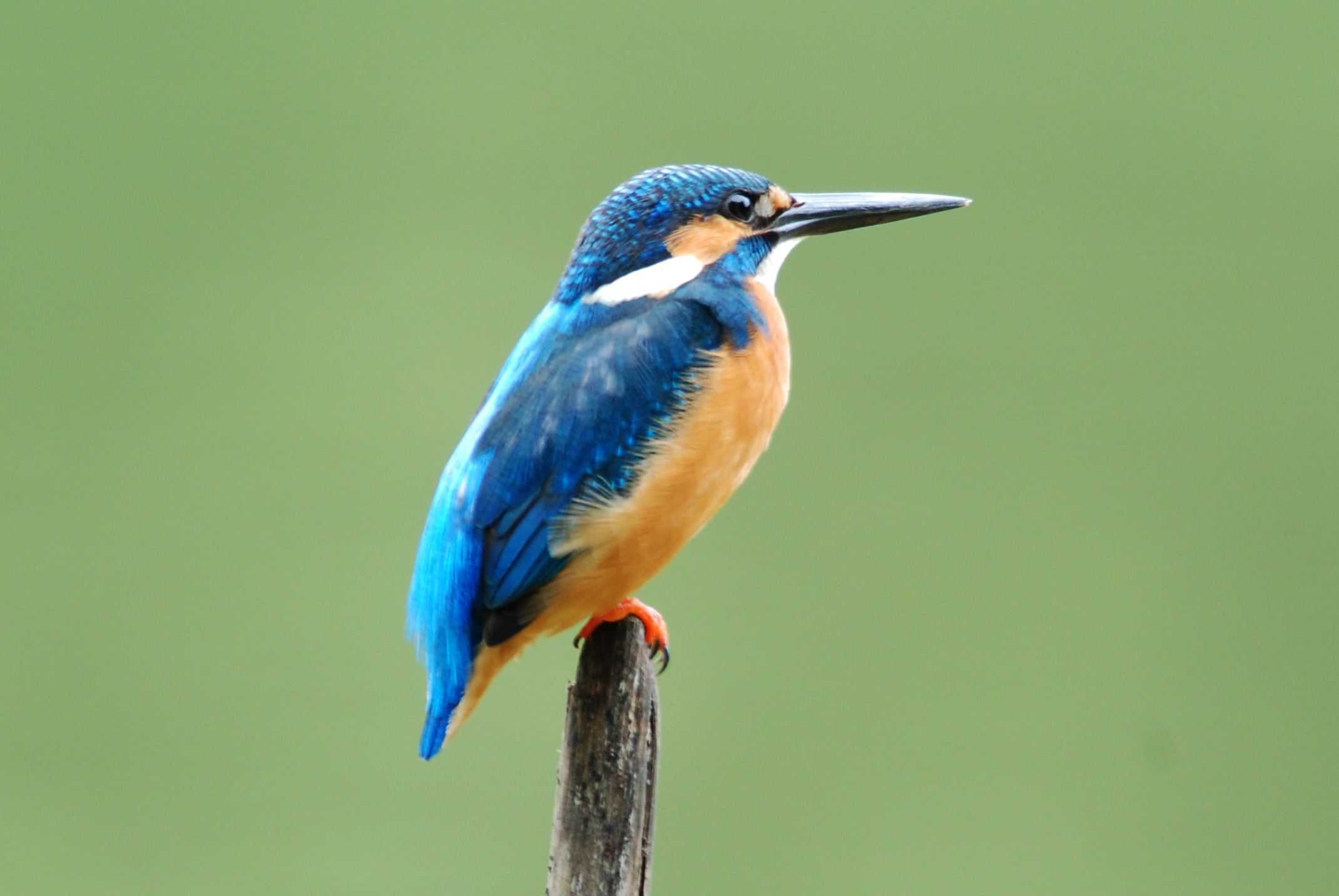 Kingfisher 1.jpg