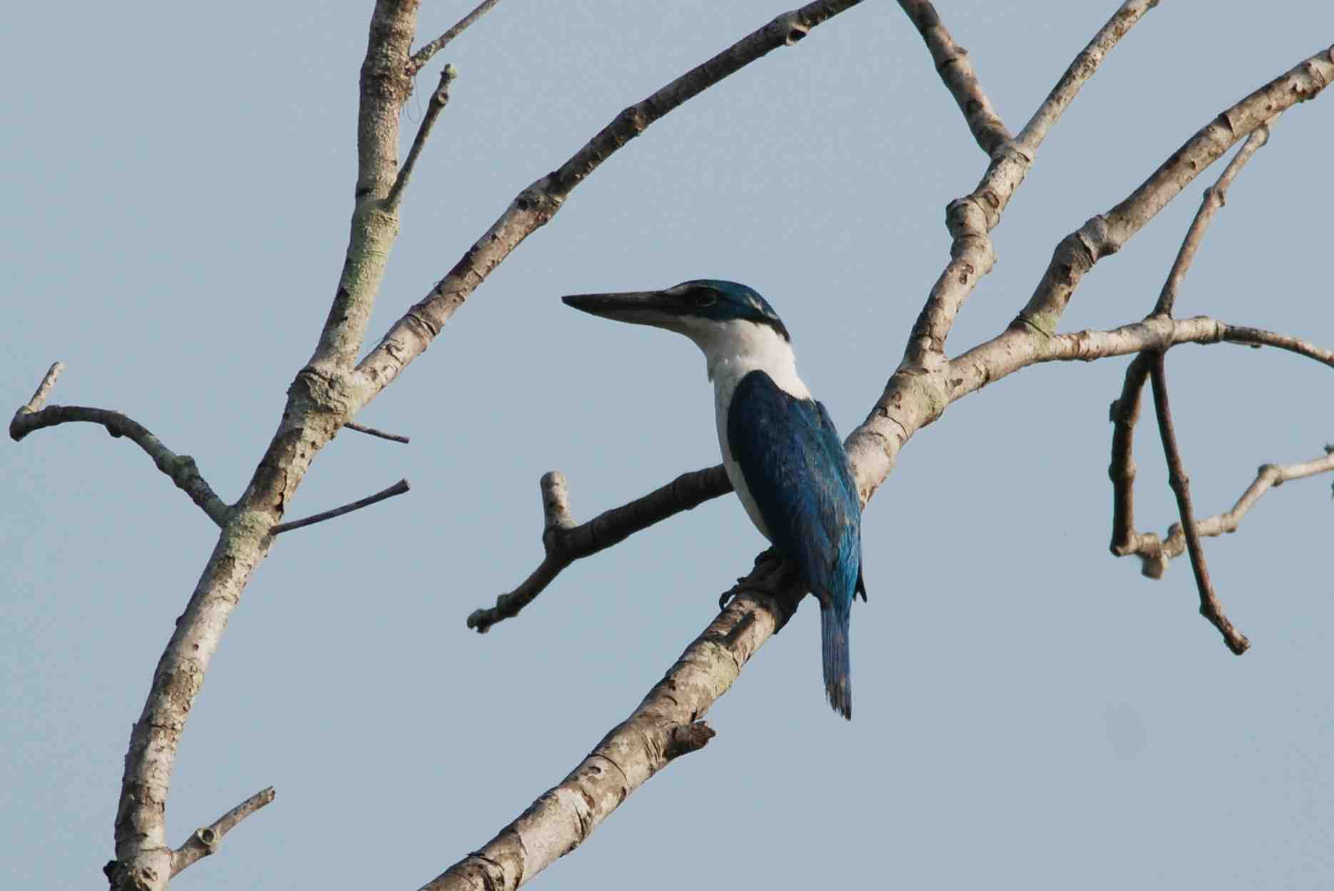 Collared Kingfisher.JPG