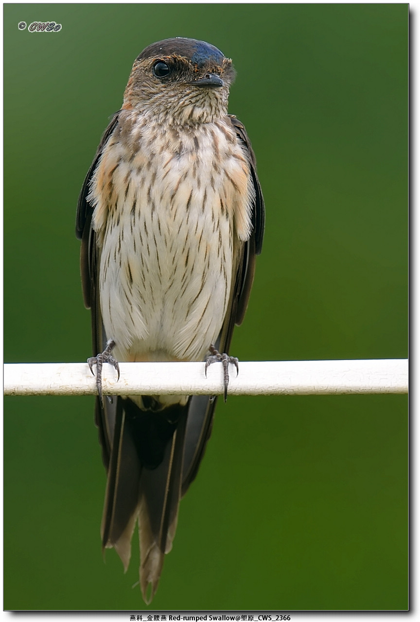 燕科_金腰燕 Red-rumped Swallow@塱原_CWS_2366a.jpg