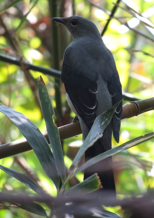 IMG_7406 Black-winged Cuckooshrike @ Tai O.jpg