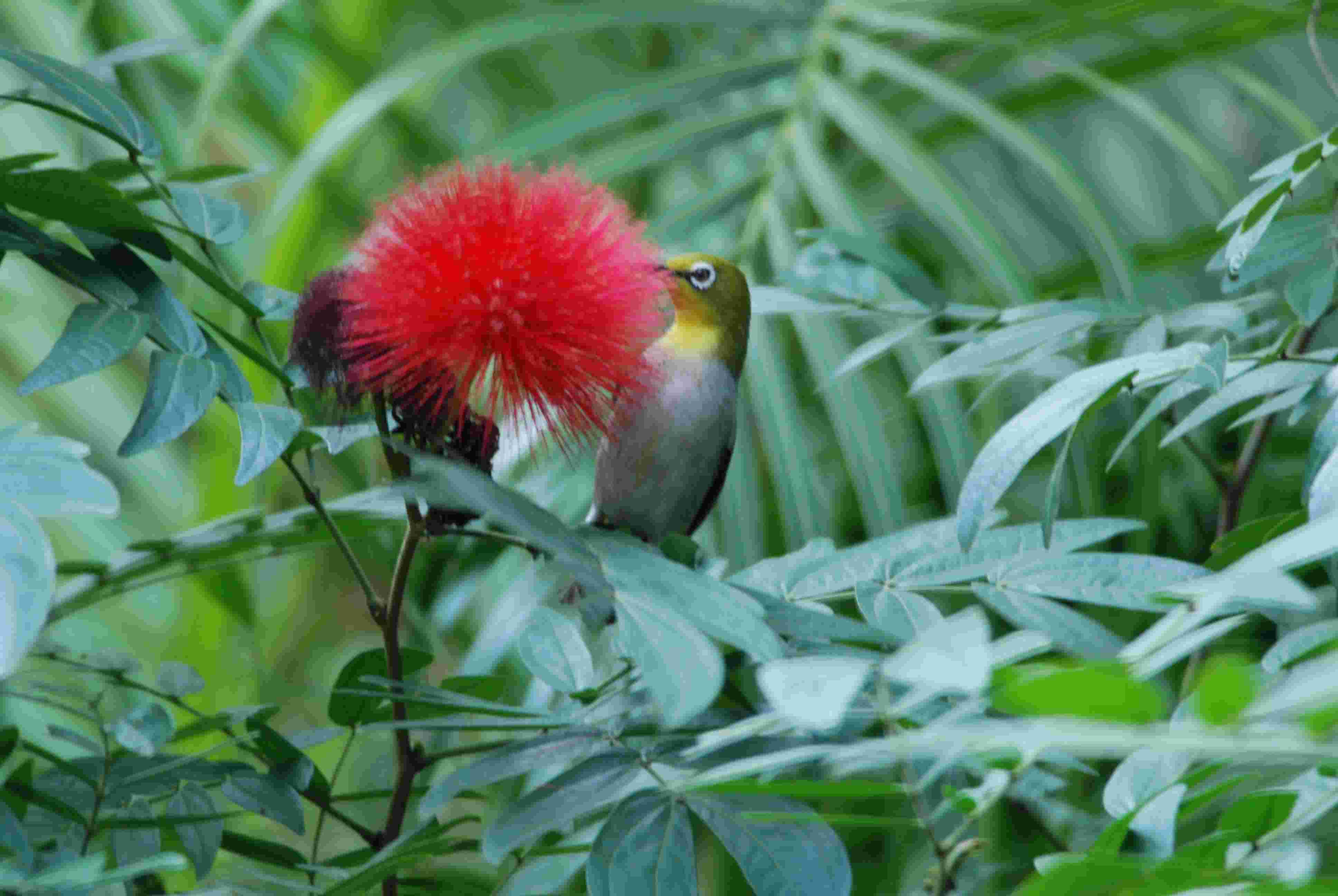 Japanses White-eyes.JPG