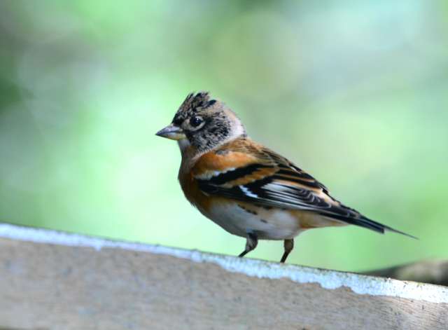 Brambling 1.jpg