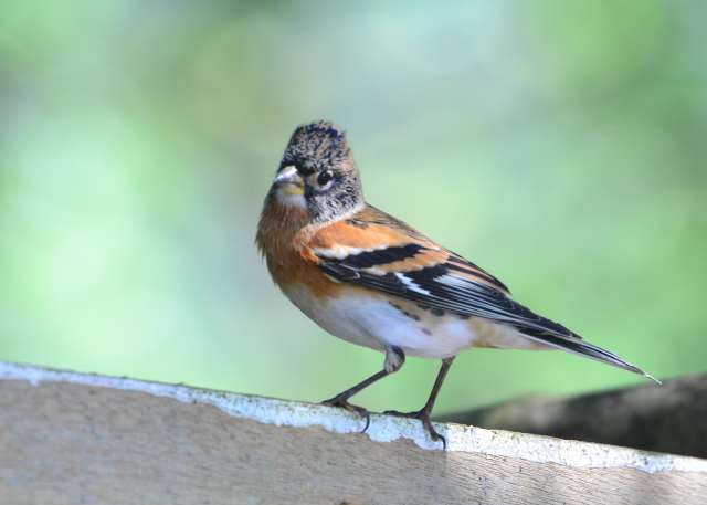 Brambling 4.jpg