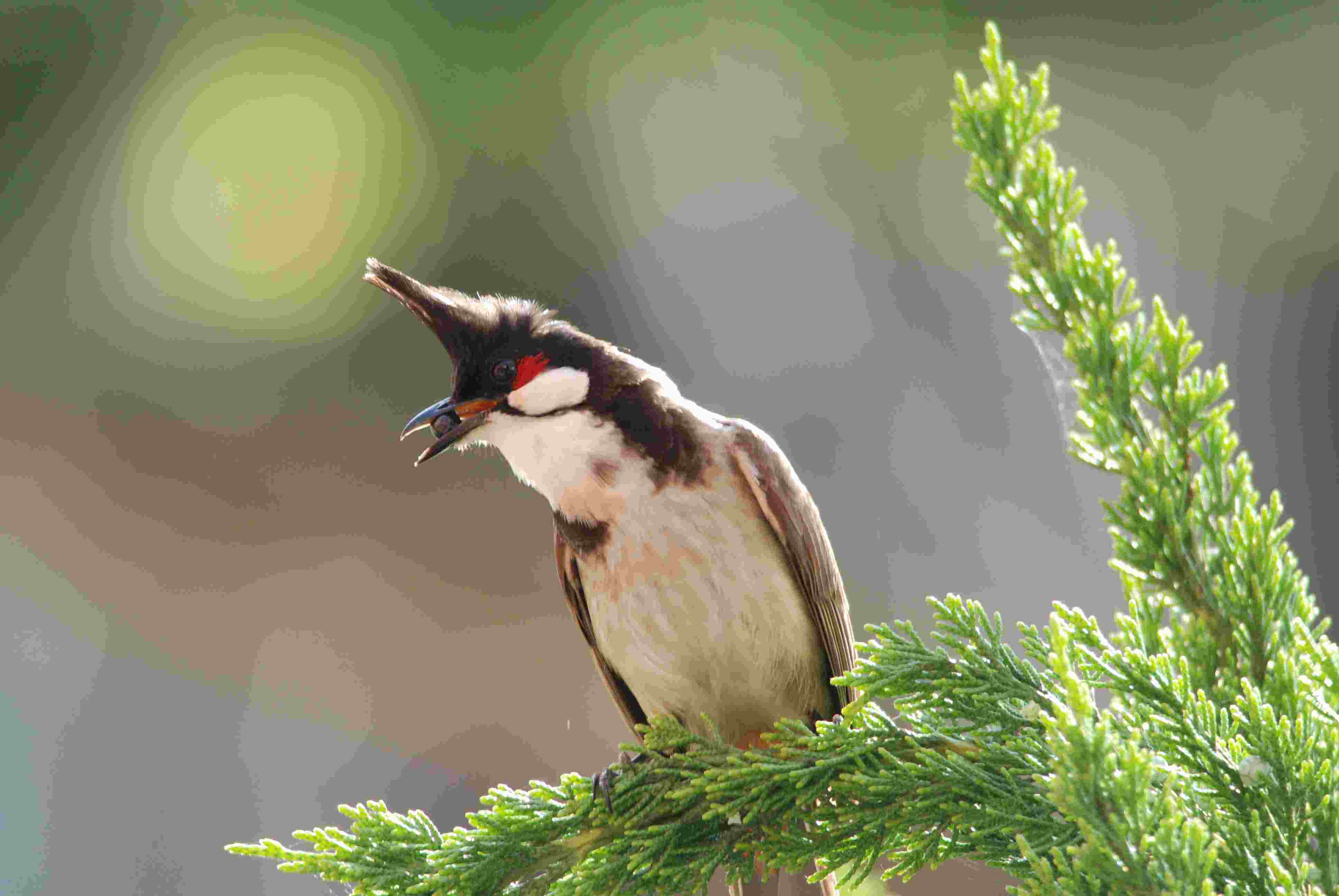 Red-Whiskered Bulbul 2.JPG