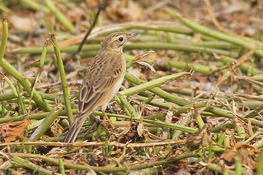 IMG_7966 Richard's Pipit @LV.jpg