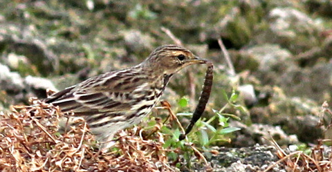 Red Throated Pipit_LV_20141019.JPG