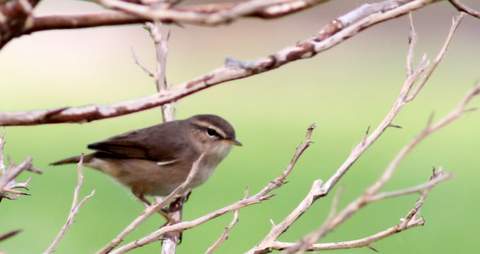 Dusky Warbler_LV_01_20141019.JPG