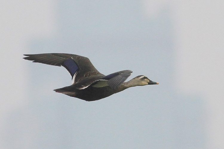 IMG_8344 Spot-billed Duck @LV02.jpg