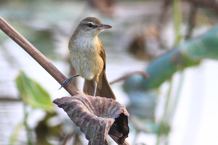 IMG_8178 Oriental Reed Warbler @LV 01.jpg