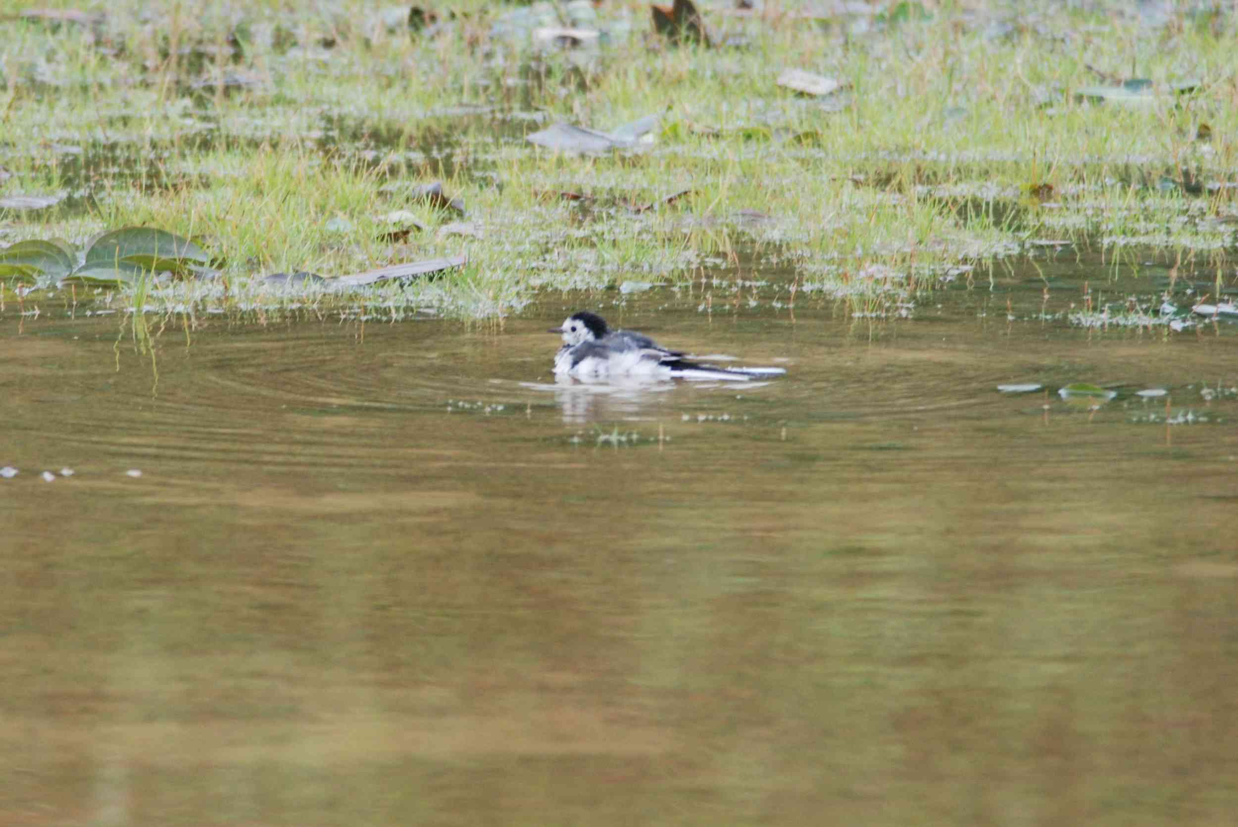 White Wagtail Showering (3a).jpg