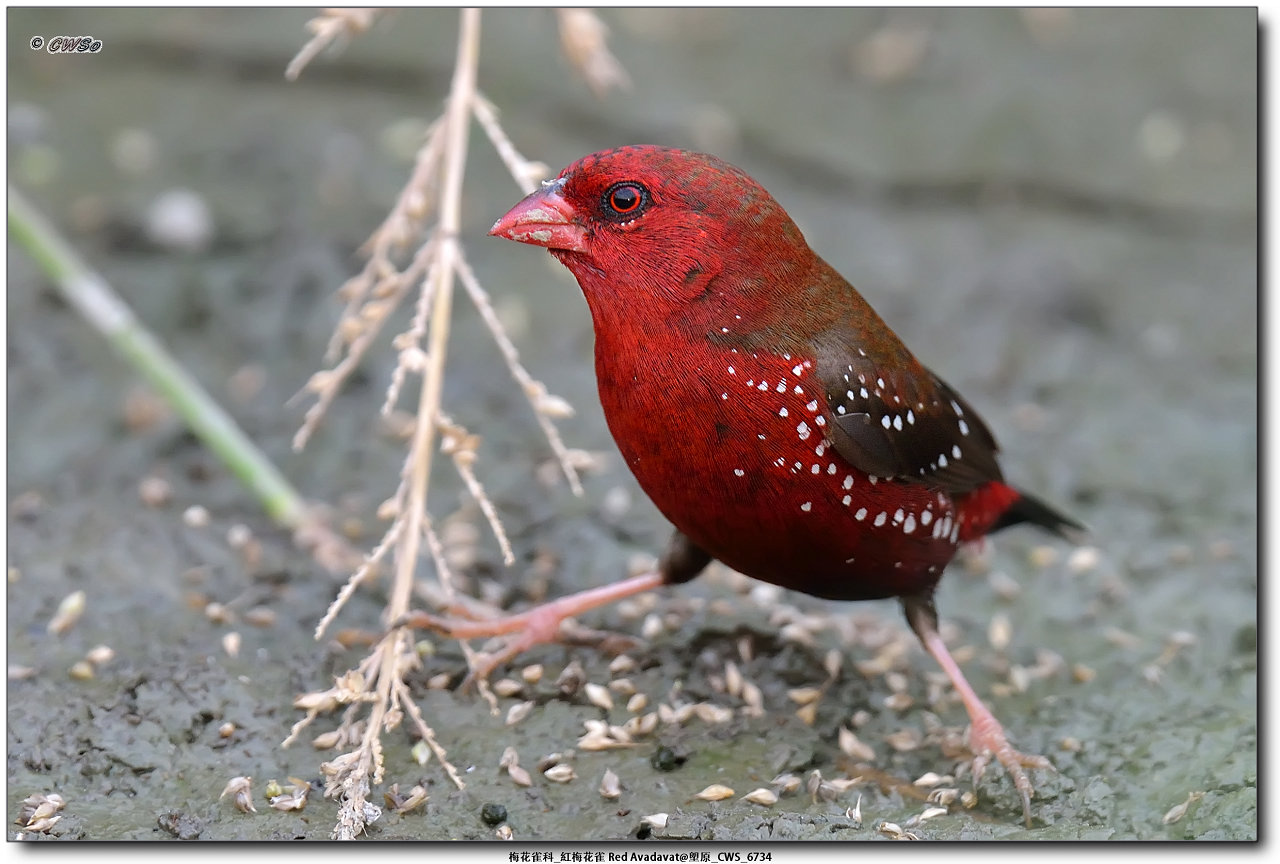 梅花雀科_紅梅花雀 Red Avadavat@塱原_CWS_6734a.jpg