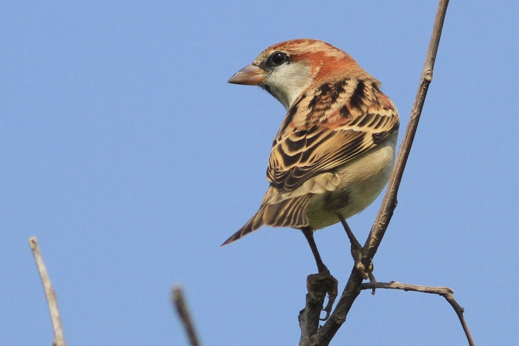 IMG_8625 Russet sparrow @LV 02.jpg