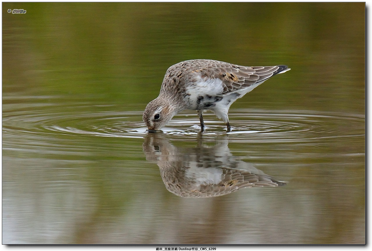 鷸科_黑腹濱鷸 Dunlin@塱原_CWS_6399a.jpg