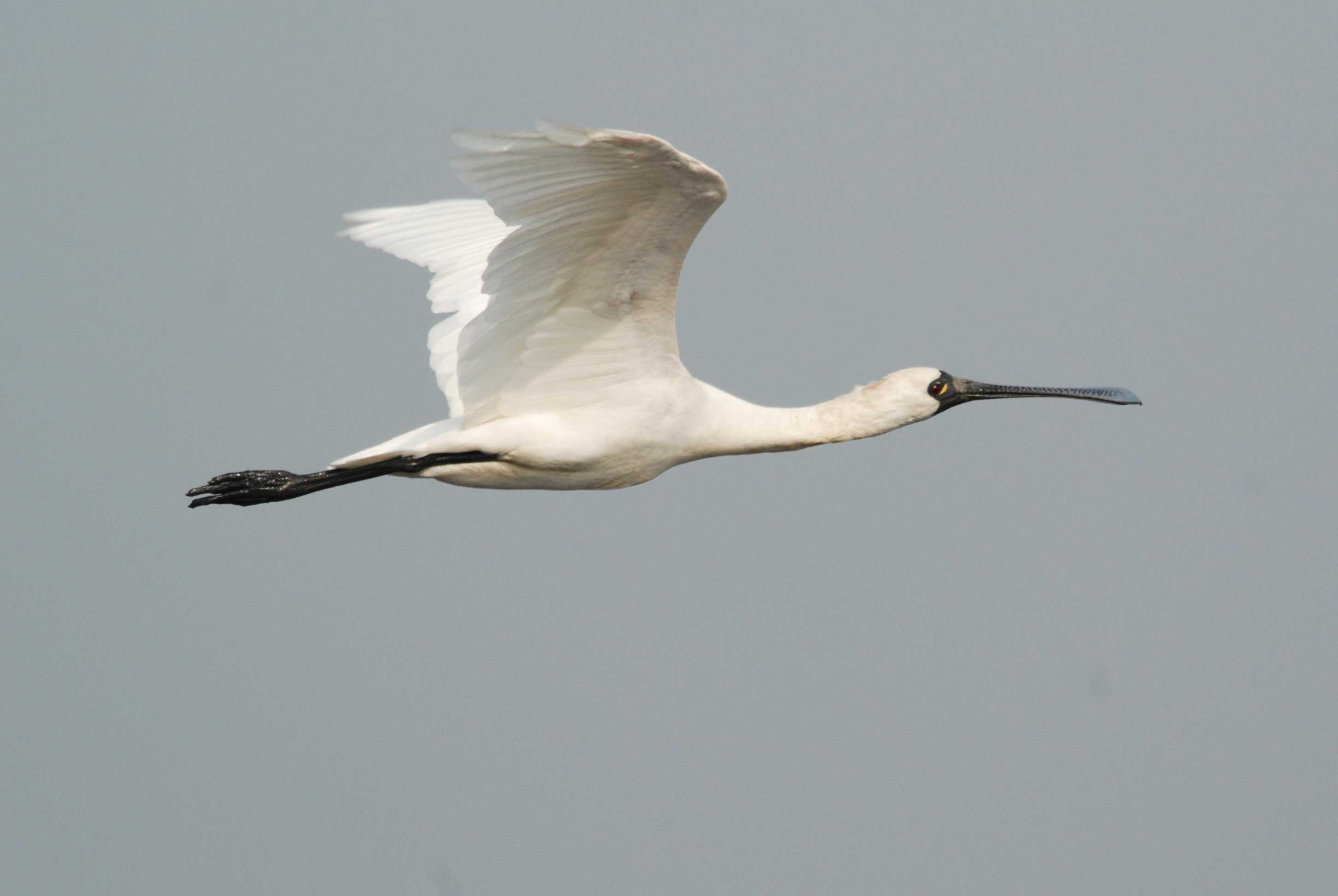 Black-Faced Spoonbill 黑面琵鷺.jpg