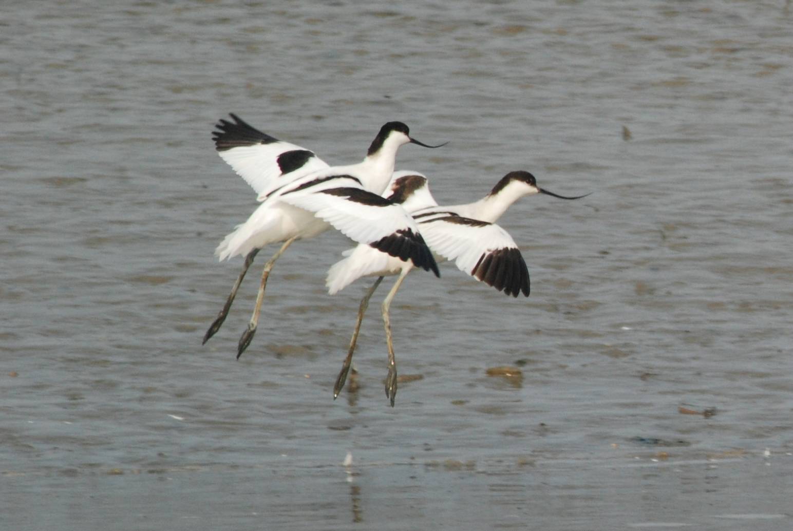 Pied Avocet 反咀鷸.jpg