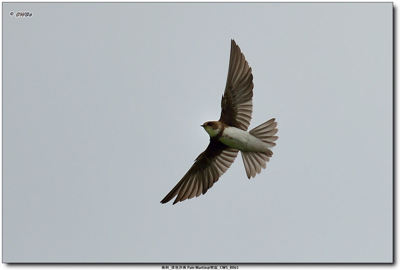 燕科_淡色沙燕 Pale Martin@塱原_CWS_8065a.jpg